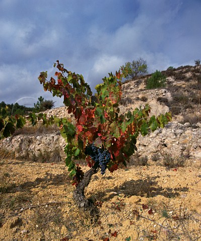 Old vine in vineyard near Cornudella de Montsant Catalonia Spain Montsant