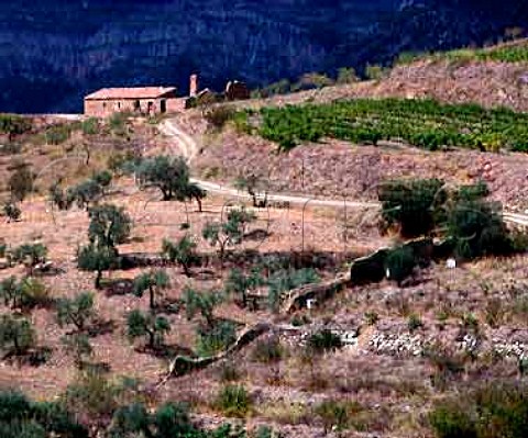 Vineyard and olive grove near Scala Dei Catalonia   Spain Priorato DO
