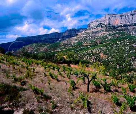 Vineyard at La Morera de Montsant below the Sierra   de Montsant Catalonia Spain Priorato DO