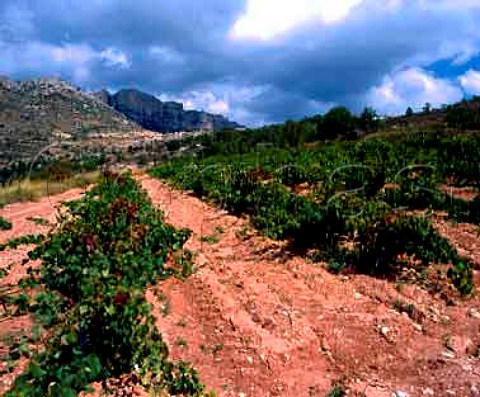 Vineyard below village of Morera de Montsant and the   Sierra de Montsant Catalonia Spain      Priorato   DO