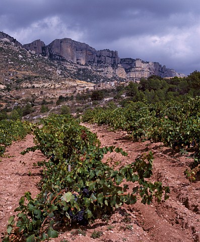 Vineyard below village of Morera de Montsant and the Sierra de Montsant Catalonia Spain      Priorato