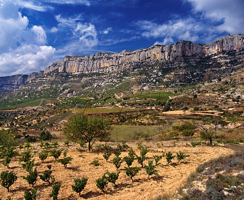 Vineyards below the Sierra de Montsant at Morera de Montsant Catalonia Spain Priorato