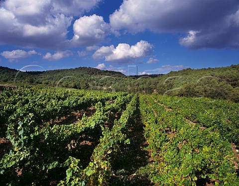 The Mas Jan vineyard of Miguel Torres high in the Peneds hills at an altitude of around 750m it is planted with Gewrztraminer Riesling and Moscatel      Near Pontons Catalonia Spain Peneds