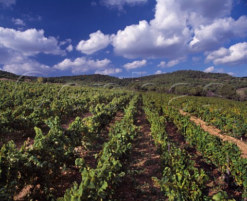 The Mas Jan vineyard of Miguel Torres At an altitude of around 750 metres in the high Peneds near Pontons it is mainly planted with Muscat of Alexandria Catalonia Spain