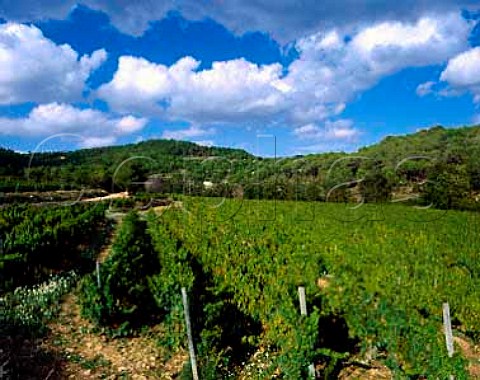 The Mas Jan estate of Miguel Torres At an altitude of around 750m high in the Penedes hills near Pontons it is planted mainly with Muscat of Alexandria Catalonia Spain