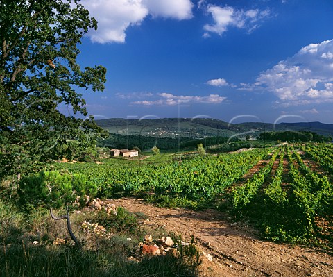 Mas Jan vineyard of Miguel Torres high in the Peneds hills at an altitude of around 750m it is planted with Gewrztraminer Riesling and Moscatel Pontons Catalonia Spain