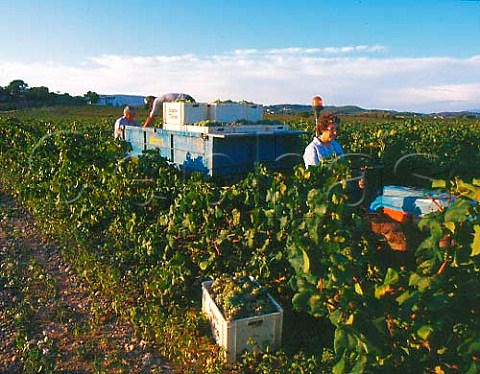 Loading boxes of harvested grapes onto trailer for   delivery to bodega of Segura Viudas   Guardiola Catalonia Spain Peneds