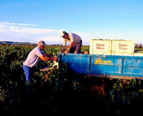 Loading boxes of harvested grapes onto trailer for   delivery to bodega of Segura Viudas   Guardiola Catalonia Spain   Penedes DO