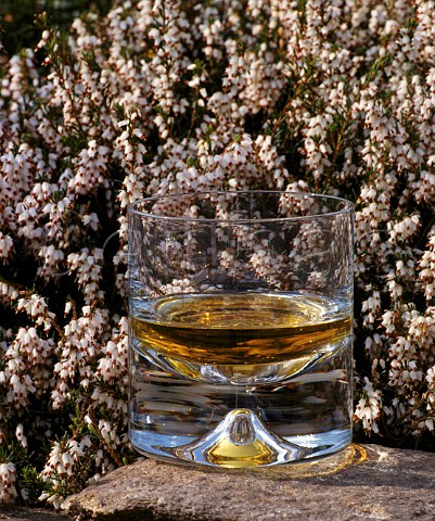 Tumbler of Malt Whisky with heather