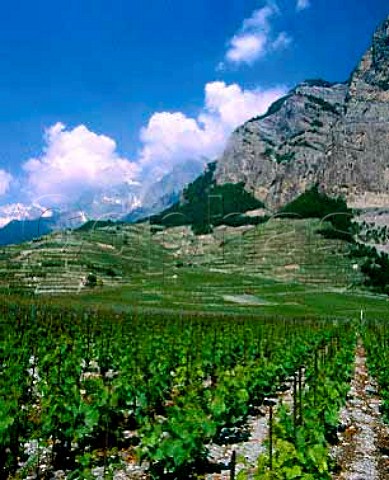 Vineyards at Chamoson Switzerland Valais