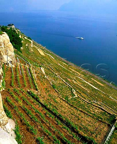 Vineyards at Dzaley above Lac Leman Vaud   Switzerland