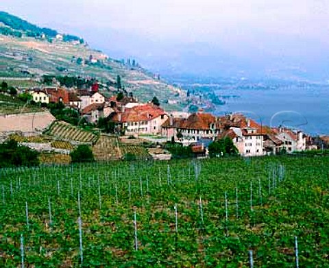 Vineyards around Rivaz on Lac Leman Vaud