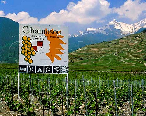 Vineyards at Chamoson Valais Switzerland