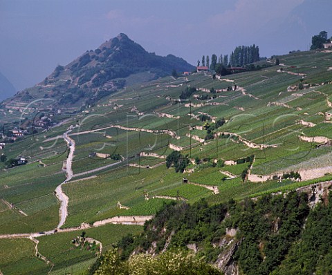 Vineyards on hillside above Sion and the Rhne  Valley Valais Switzerland