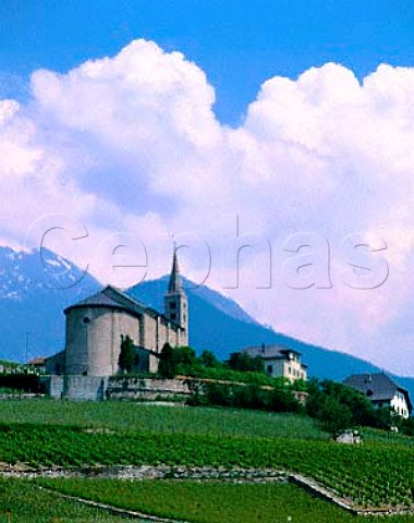 Vineyard below church at Conthey near Sion Valais Switzerland