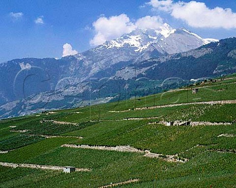 Vineyards at Conthey near Sion Valais Switzerland