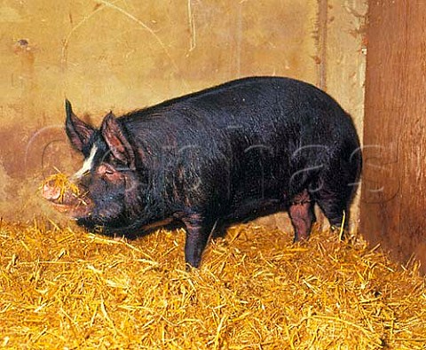 Berkshire sow  Category 1 rare breed