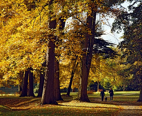 Two people and dog walking past autumnal   Sweet Chestnut trees Surrey England