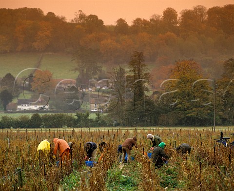Picking Pinot Meunier grapes in the rain at Hambledon Vineyard circa 1985 Hampshire England
