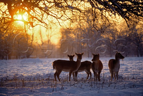 Red Deer in the snow  Bushy Park Middlesex England
