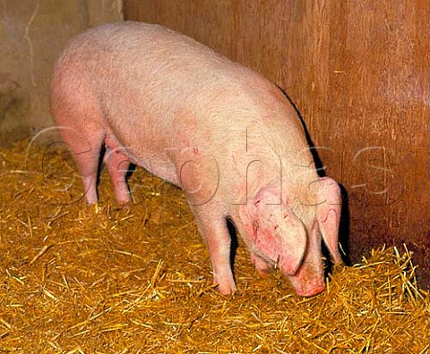 British Lop sow Category 1 rare breed