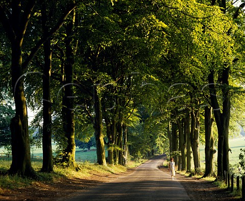 Woman walking on road through avenue of Beech trees on the North Downs near Great Bookham Surrey England