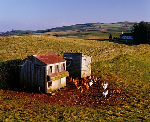 Freerange chickens Dumfries and Galloway Scotland