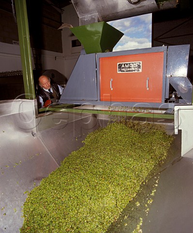 Muller Thurgau grapes coming out of destalker and crusher Lamberhurst Vineyards Kent England