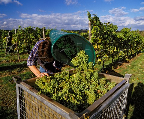 Picking MullerThurgau grapes at Lamberhurst   vineyards  Kent England