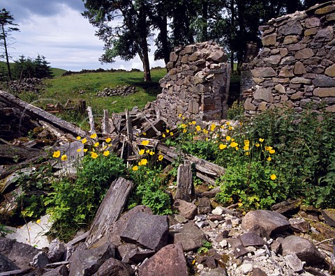 Welsh Poppies growing amidst ruins of Galloway   farmhouse