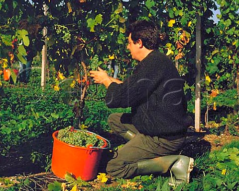 Picking MullerThurgau grapes in vineyard of Denbies   on the North Downs at Dorking Surrey England
