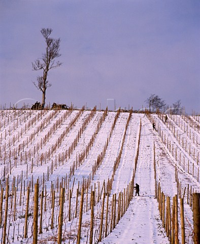 Tying up vines after winter snowfall in the vineyards of Denbies Wine Estate on the North Downs Dorking Surrey England