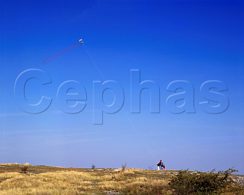 Father and children flying kite