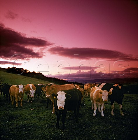 Cattle in field  at sunset Dumfries Scotland