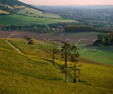 Vineyards in The Dell on Denbies Estate with Box Hill in distance  Dorking Surrey