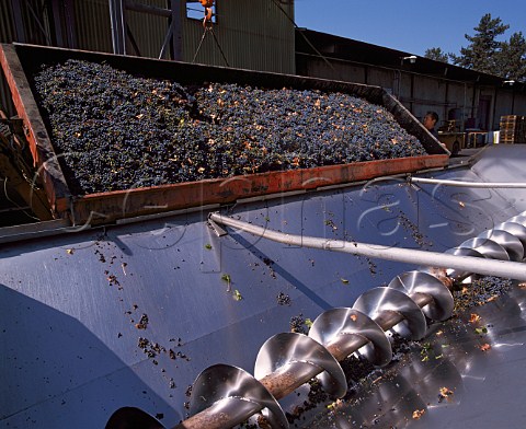 Cabernet Sauvignon being unloaded at    Beaulieu Vineyards winery The Archimedes Screw   moves the grapes to the crusher  Rutherford Napa Valley California