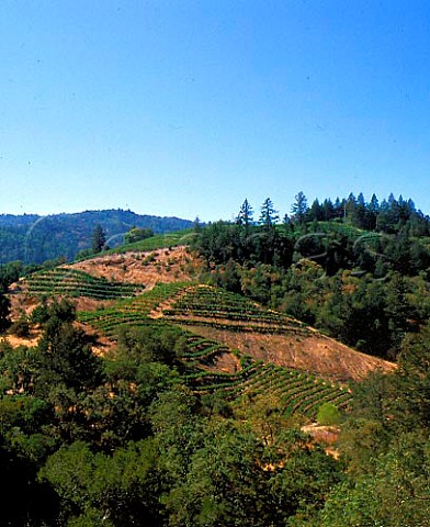 Vineyards below Newton winery St Helena Napa valley California