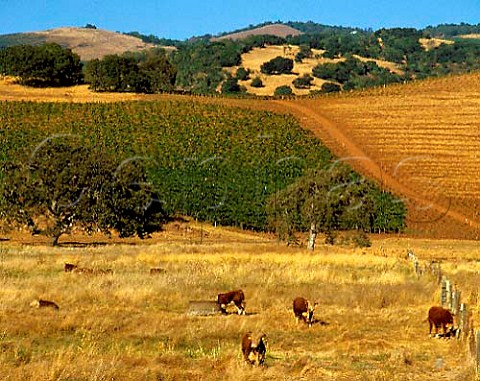 Vineyard and cattle near Glen Ellen Sonoma Co    California USA  Sonoma Valley