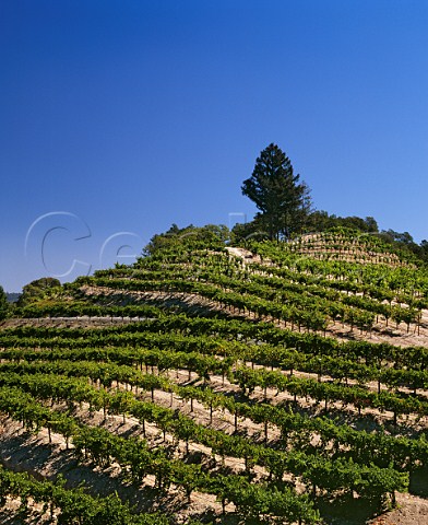 Newton Vineyards high on Spring Mountain above Saint Helena Napa Valley California Spring Mountain AVA
