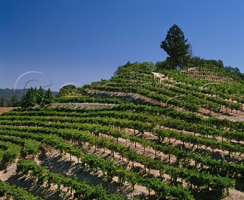 Newton Vineyards on Spring Mountain St Helena Napa Valley California  Spring Mountain AVA