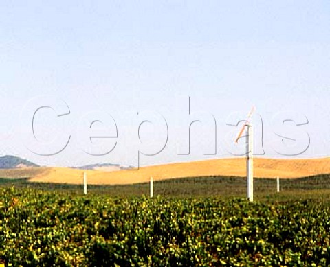 Buena Vista vineyard at Carneroswith wind machines   Sonoma California