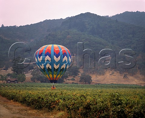 Hot air balloon in early morning above vineyard at Yountville Napa Valley California