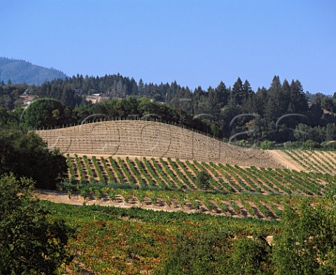 Vineyards of Iron Horse Forestville Sonoma Co California  Green Valley AVA