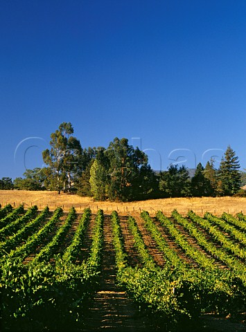 Vineyard near Geyserville Sonoma County California Alexander Valley AVA