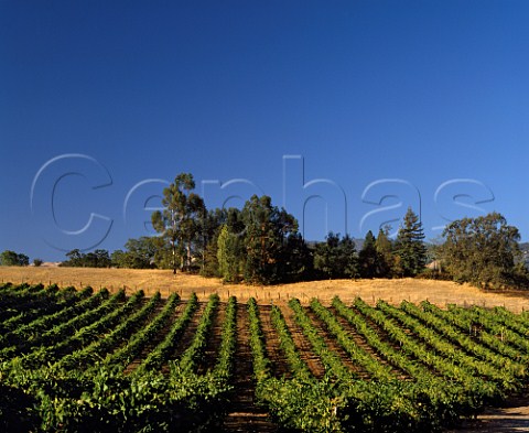 Vineyard near Geyserville Sonoma Co  California USA   Alexander Valley
