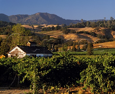 Vineyards and barn north east of Healdsburg Sonoma   Co California Alexander Valley AVA