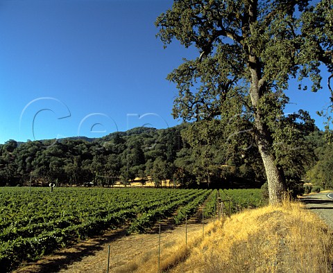 Riesling vineyard of Cole Ranch near Ukiah Mendocino Co   California      Cole Ranch AVA