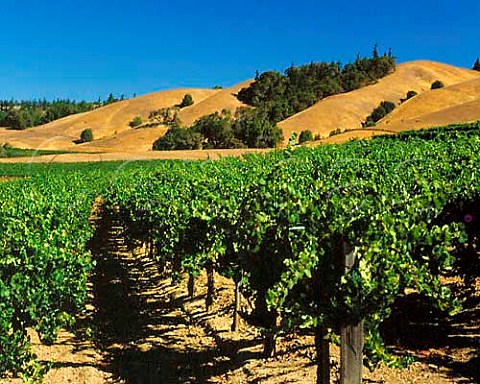 Navarro Vineyards Philo Mendocino Co   California   Anderson Valley AVA