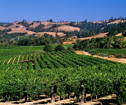Navarro Vineyards Philo Mendocino Co California Anderson Valley