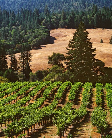 Husch Vineyards Philo Mendocino Co California  Anderson Valley